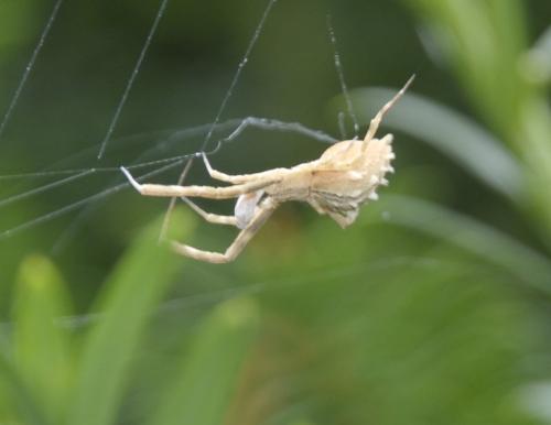 Uloborus walckenaerius